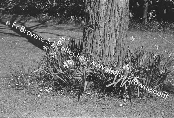 ST EDMONDSBURY HOSPITAL GROUNDS